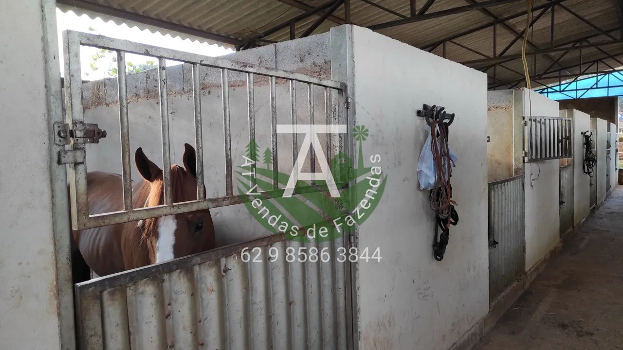 Haras em Goiânia  - Foto 2