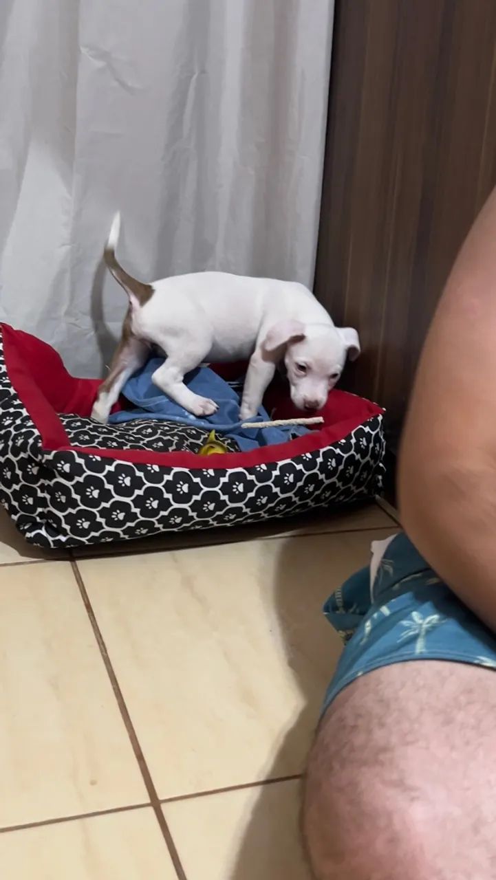 Cachorro  - Foto 3
