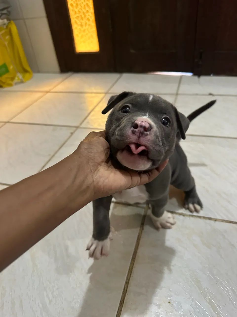 Filhote de American Bull blue  - Foto 4