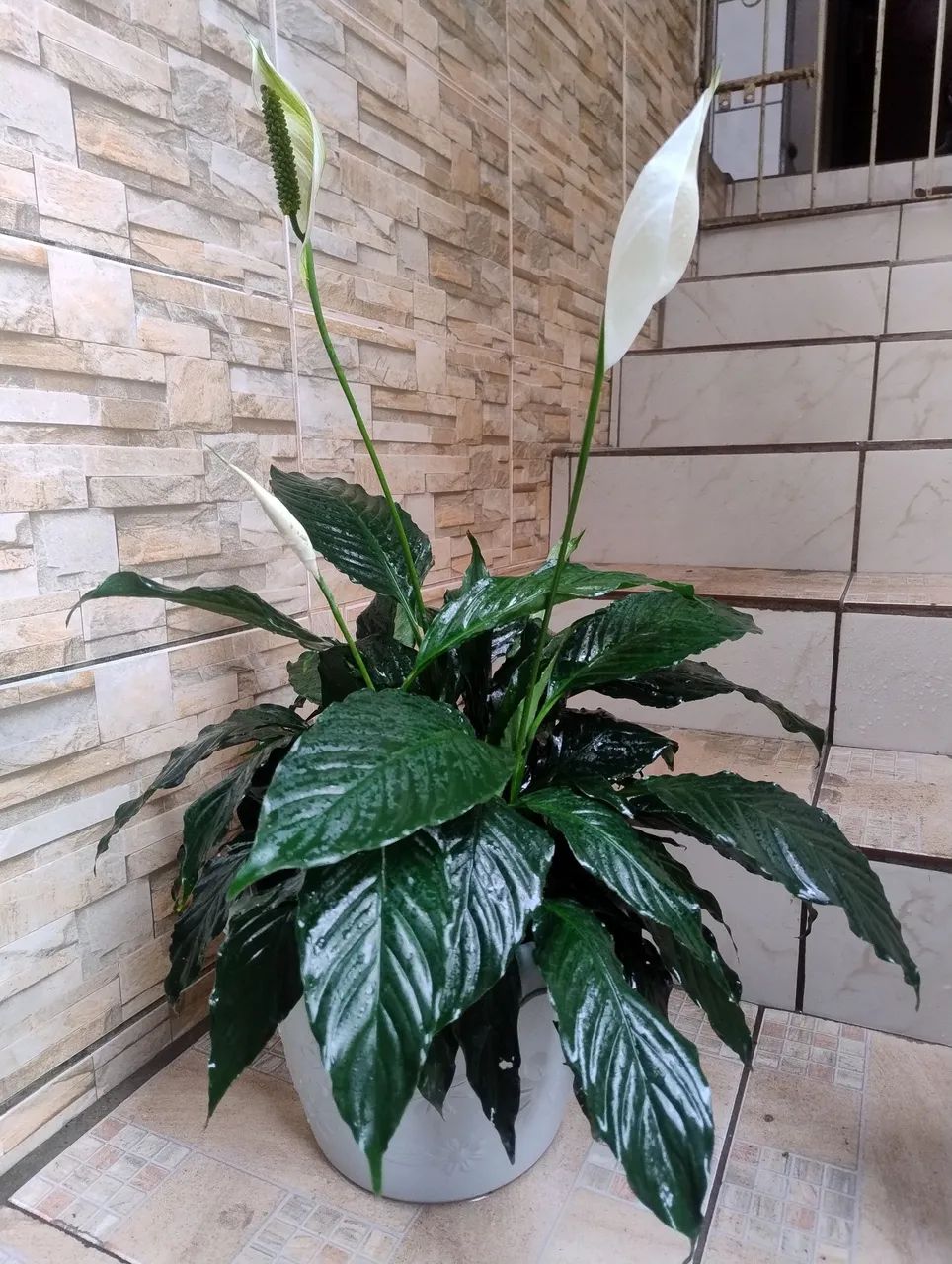 Planta Lírio  - Foto 2