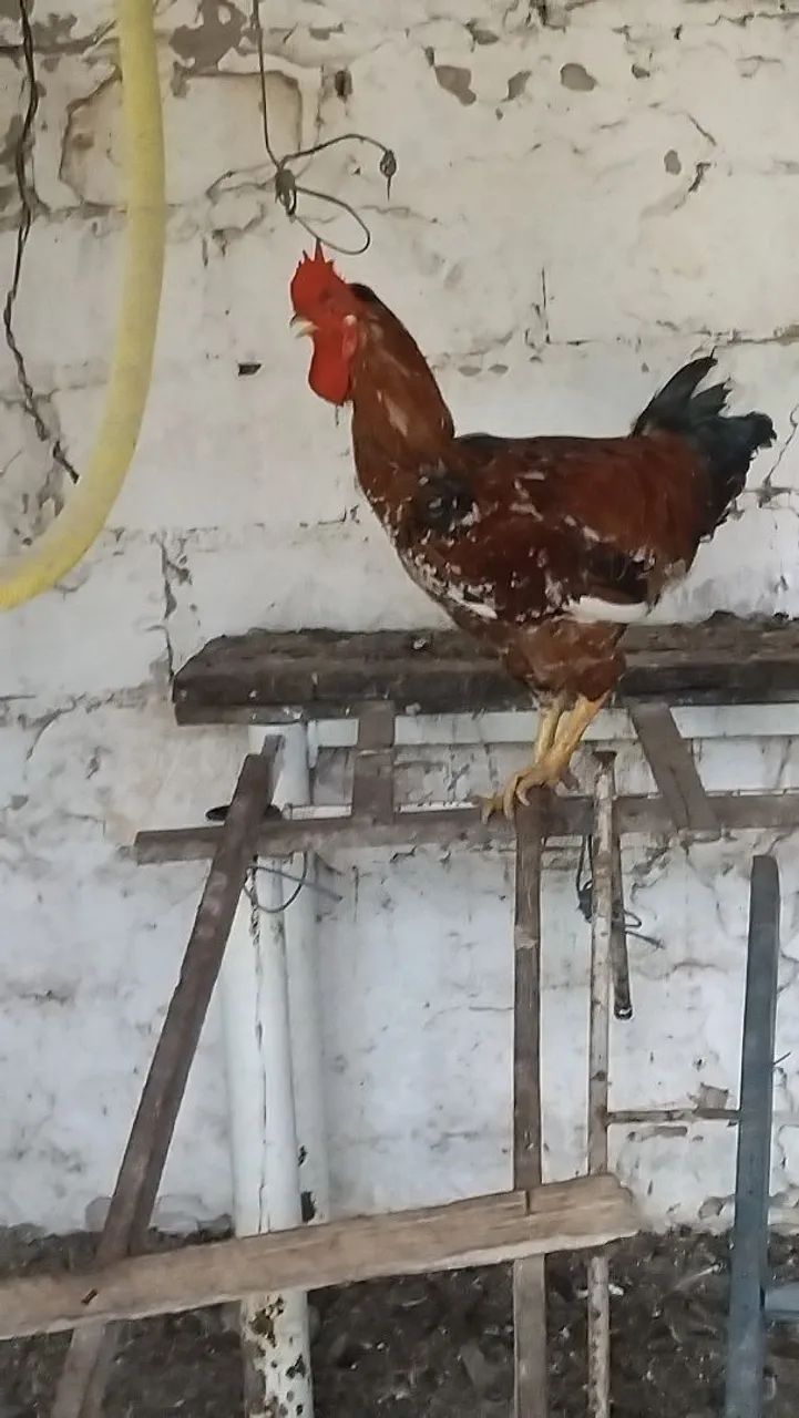Vende-se frango - Foto 2