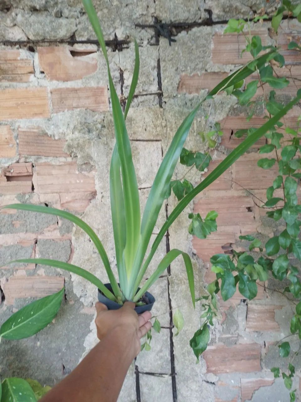 Muda de Neomarica - Foto 3