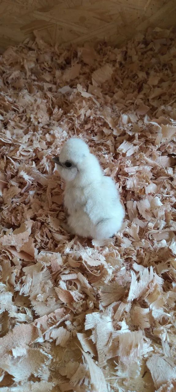 Sedosa do Japão silkie  - Foto 2