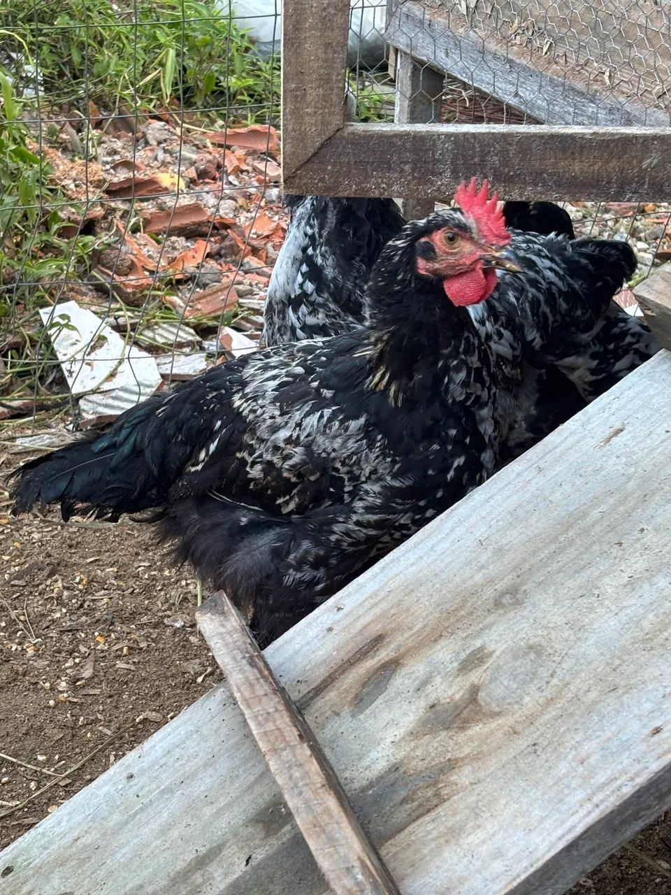Galos (4 Brahmas) - Foto 4
