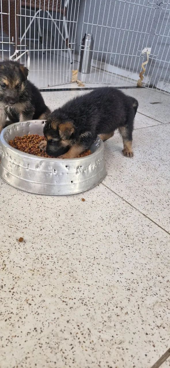 Cachorro  - Foto 2