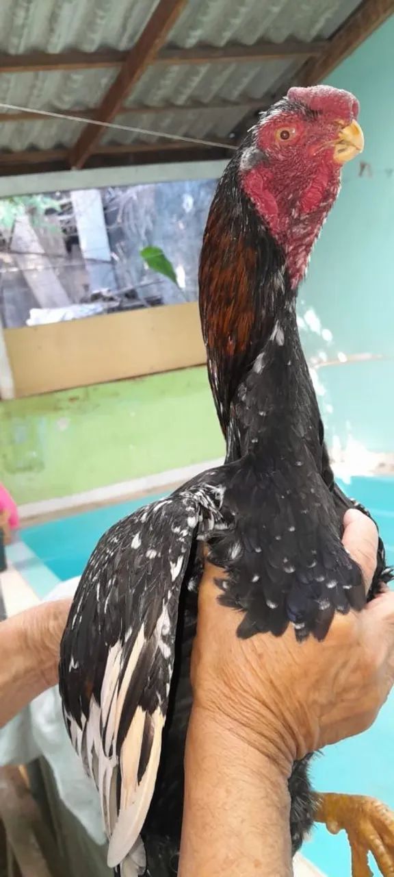 Frango índio bico curto 350,00 pintando  - Foto 2