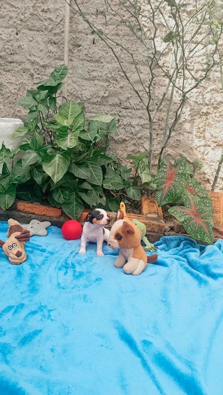 Pinscher n° 0. - Foto 2