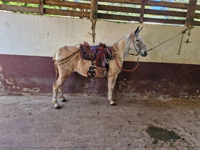 Burro marchador 
