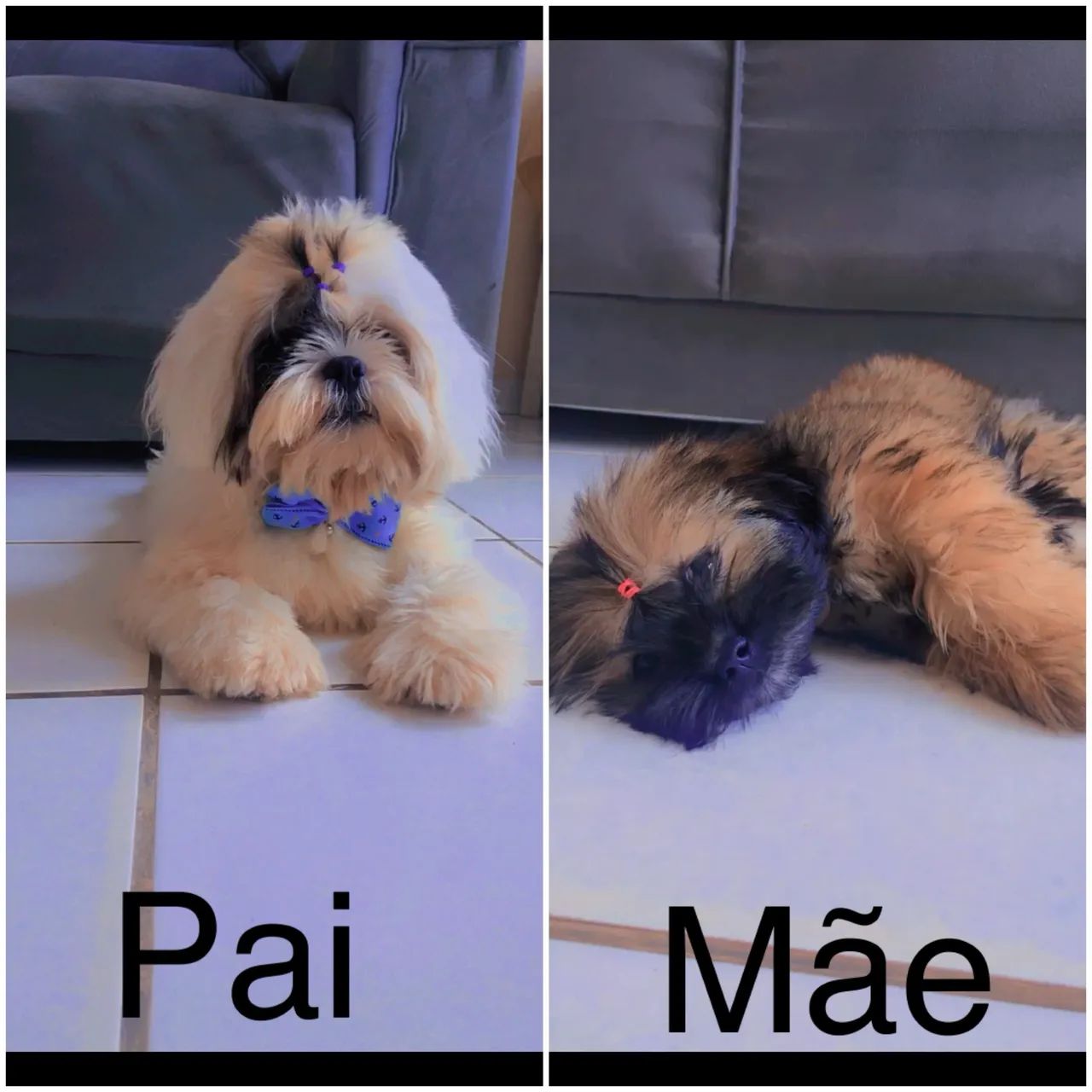 Filhote Shih tzu  - Foto 5