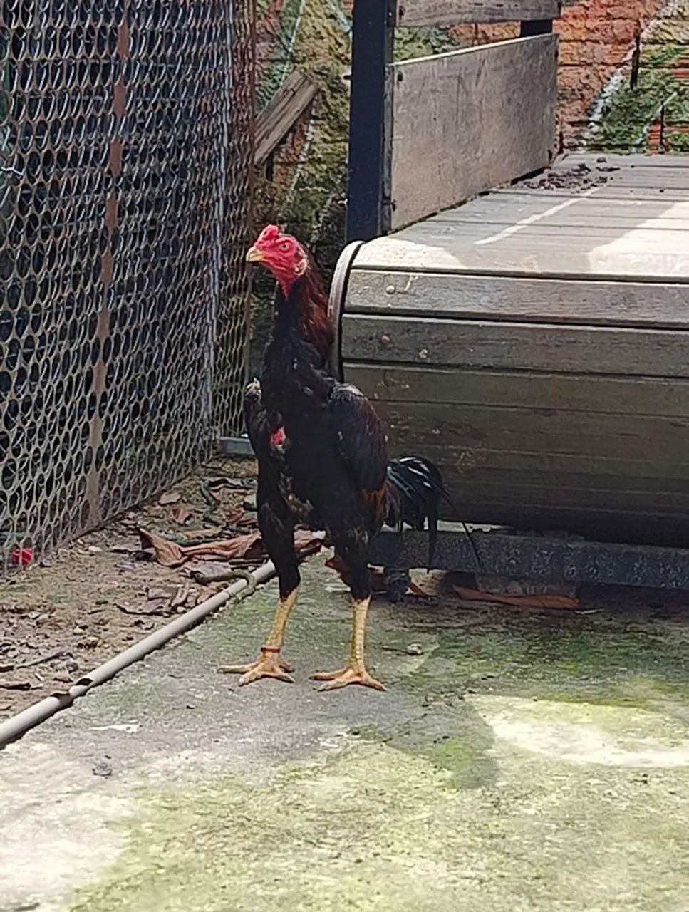 Frango Carioca 