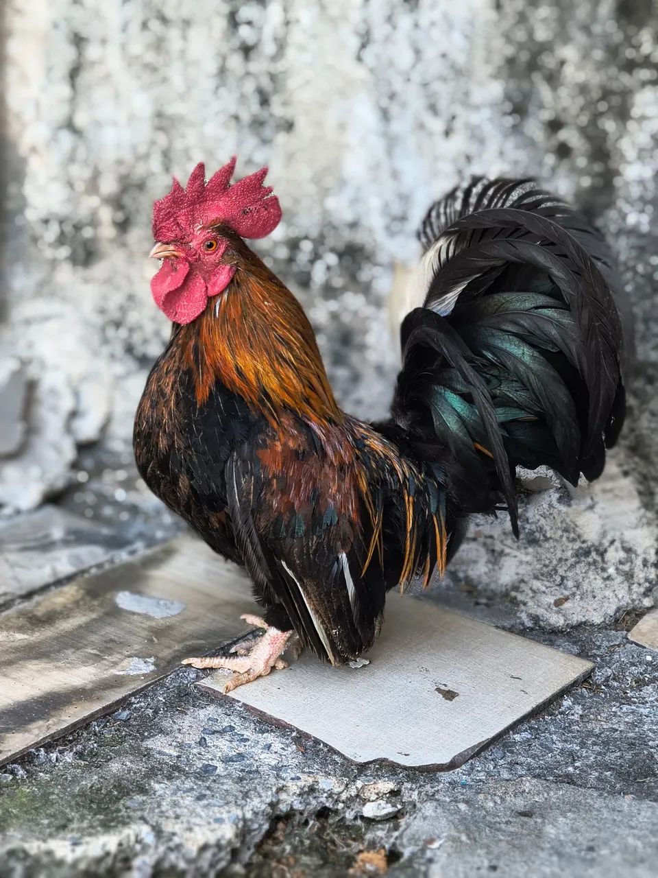 Galo Garnizé - Foto 3