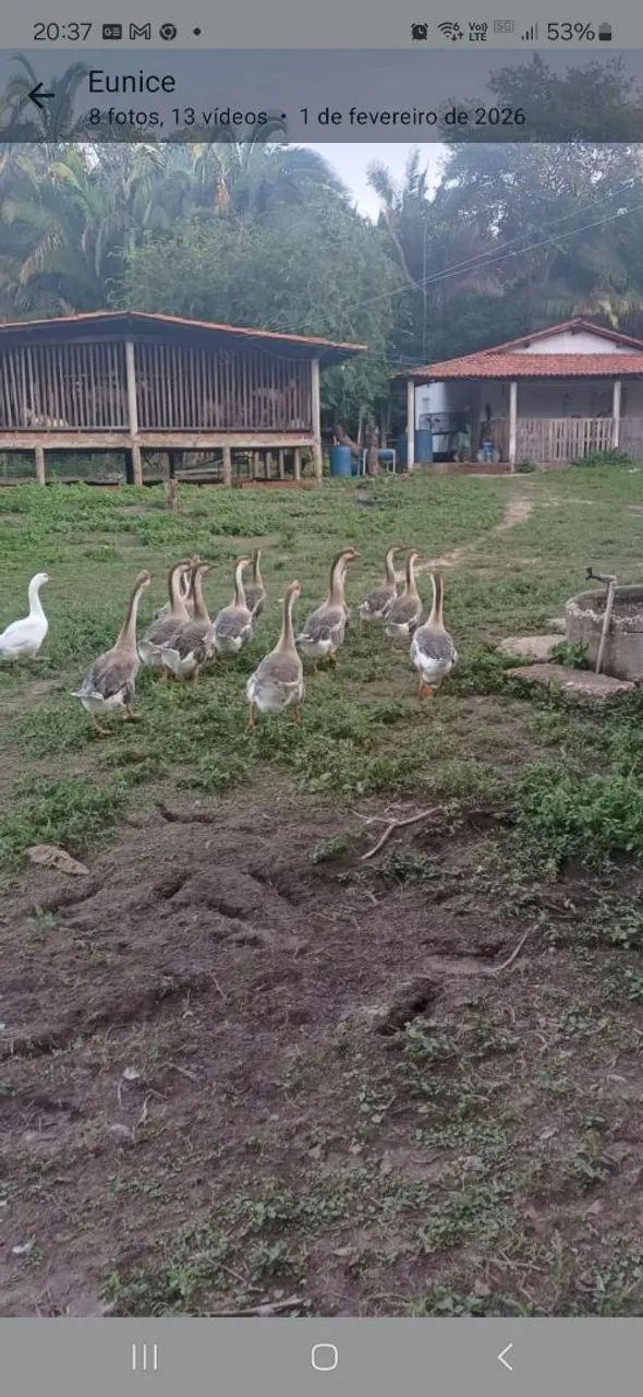 Casais de Gansos Sinaleiro - Foto 2