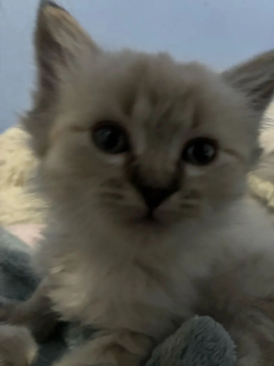 Gata Ragdoll URGENTE - Foto 5