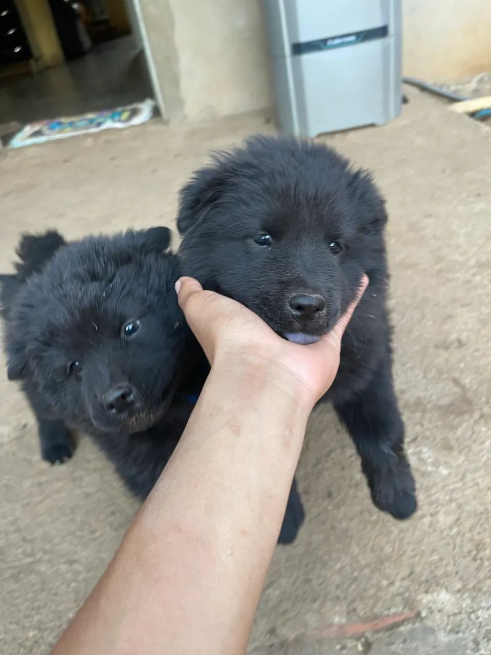 Chow Chow 