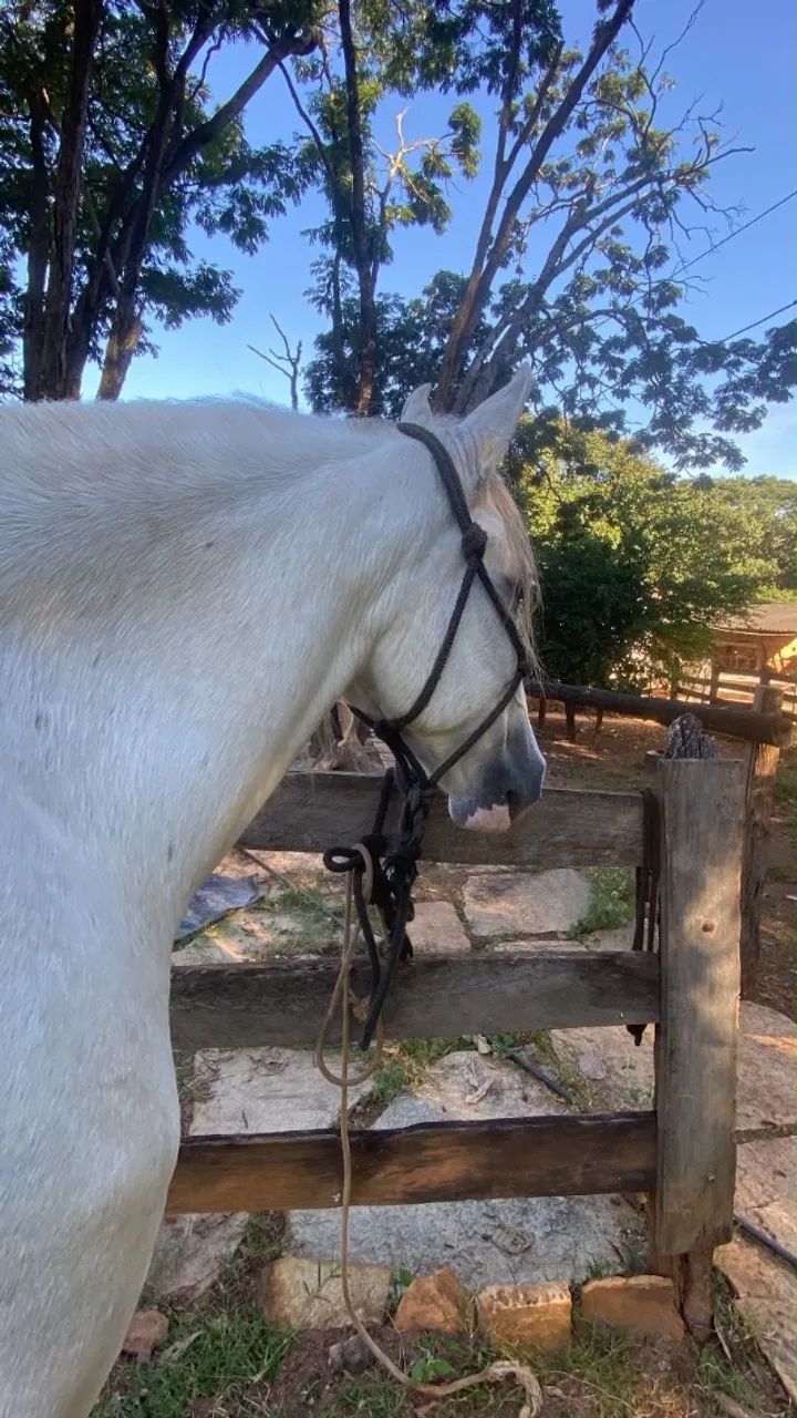 Cavalo - Foto 3