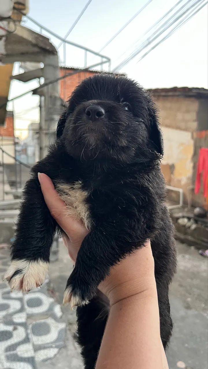 Filhotes de border collie  - Foto 4