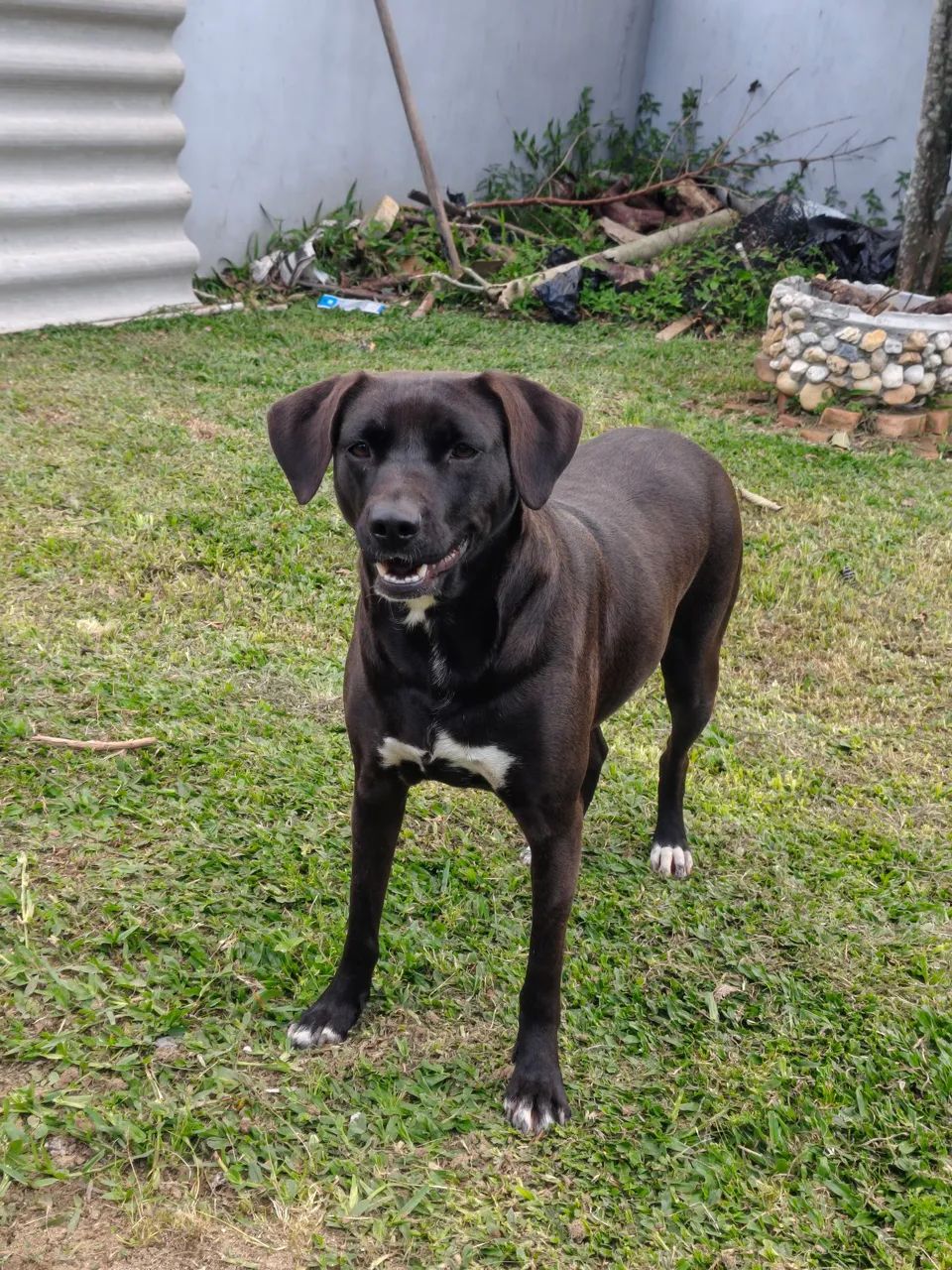 DOA-SE CADELA 2 ANOS, CASTRADA E SUPER DÓCIL  - Foto 2