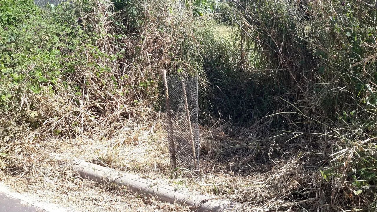 Lote - Foto 3