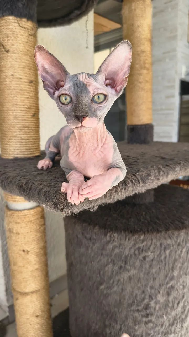 Baixou ! Lindos filhotes de gatinhos sphynx - disponíveis para entrega! - Foto 5