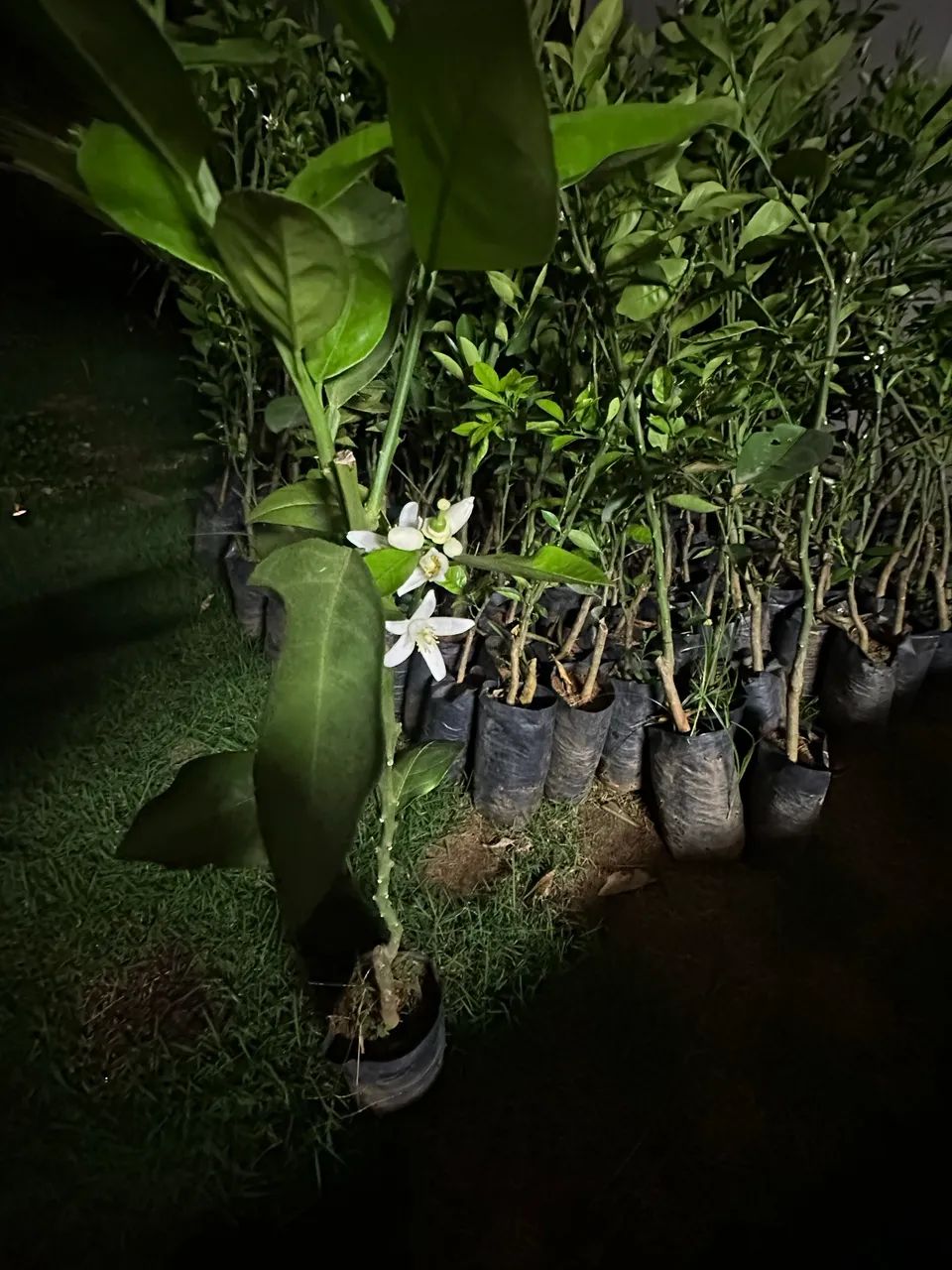 Mudas de Laranja  - Foto 4