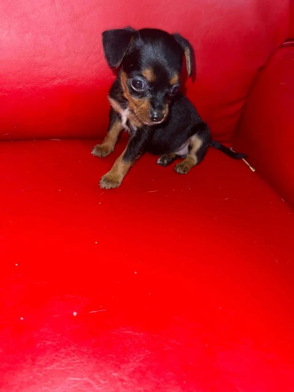 Pinscher filhotes  - Foto 2