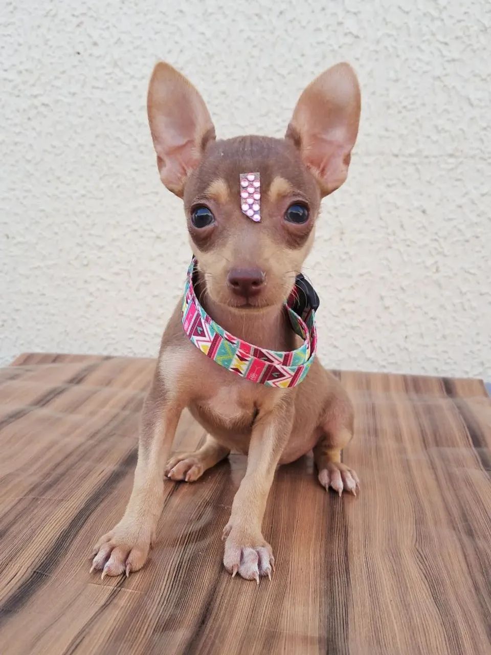 Pinscher n°0 - Foto 2