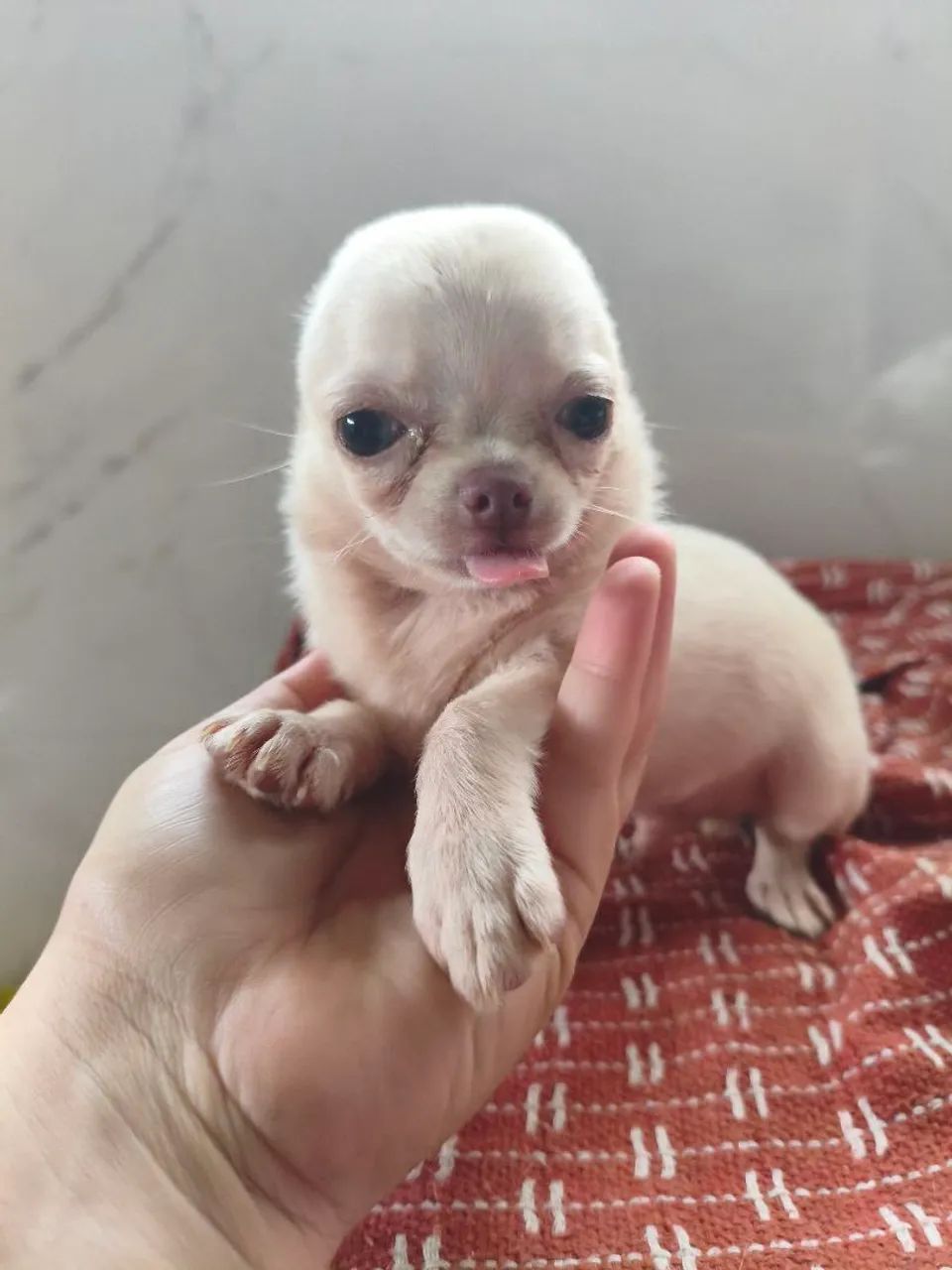 Chihuhaua  - Foto 3