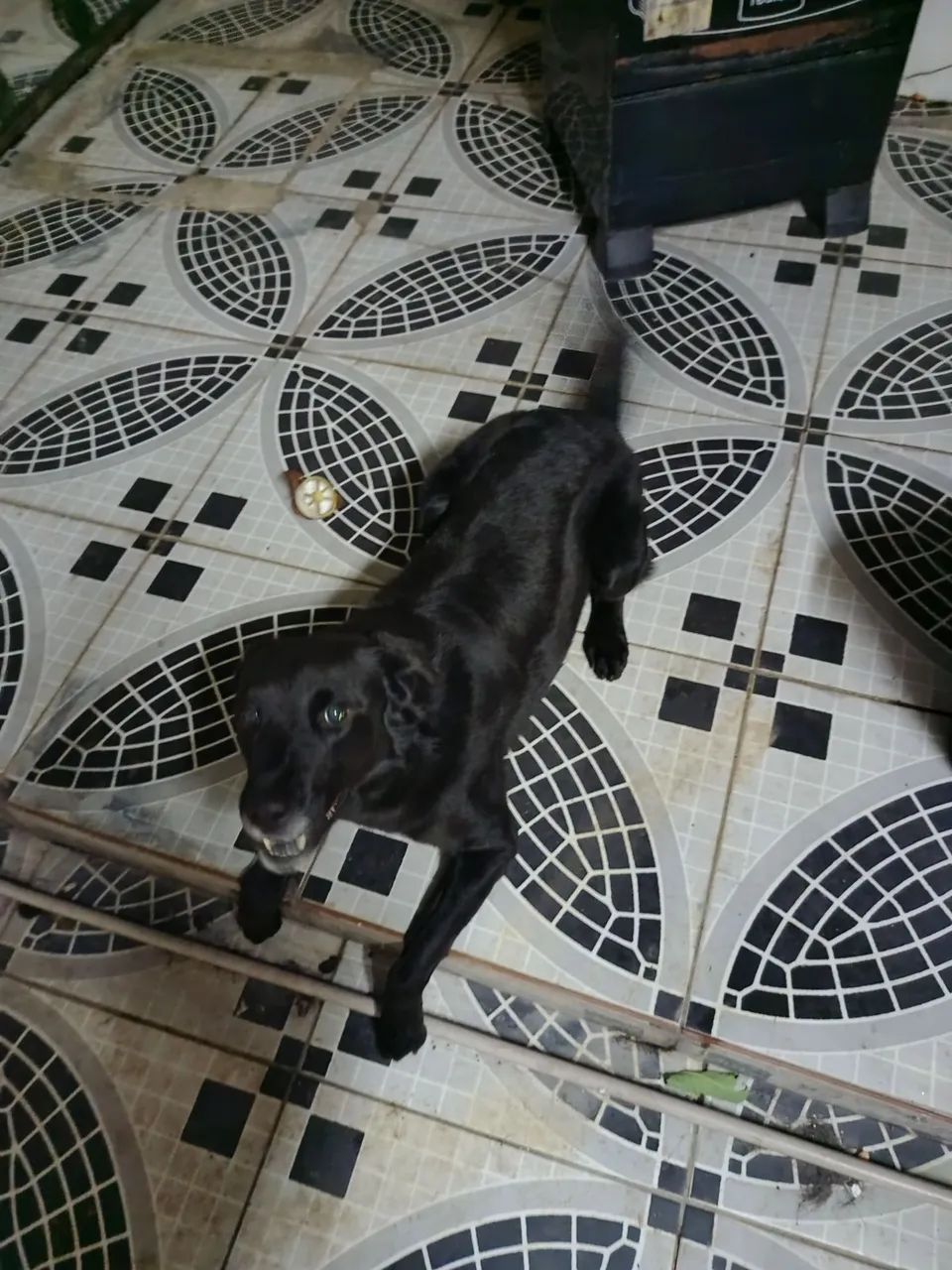 Doação  - Foto 3