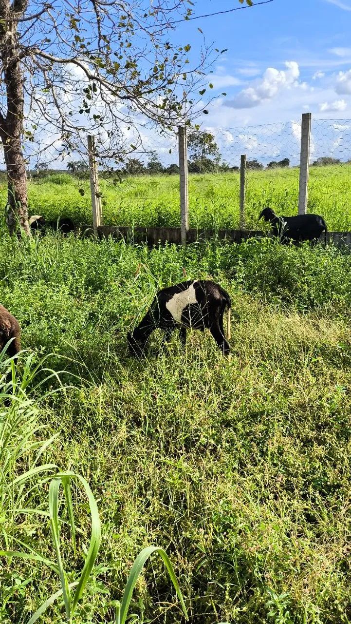 Ovelhas e carneiros  - Foto 6