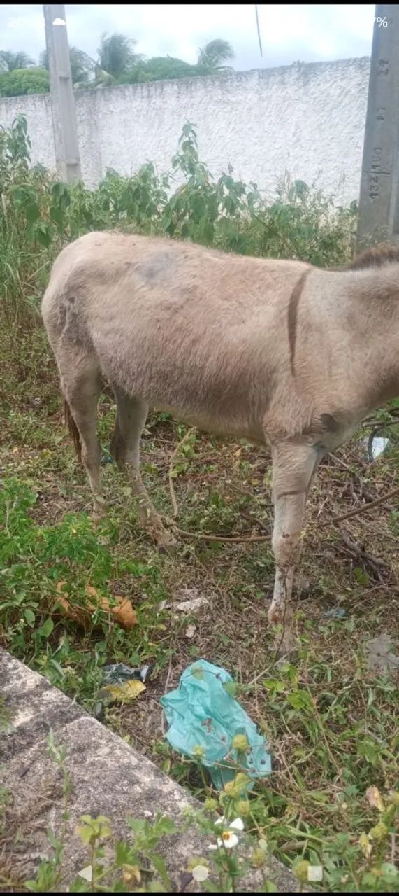 Burro - Foto 2