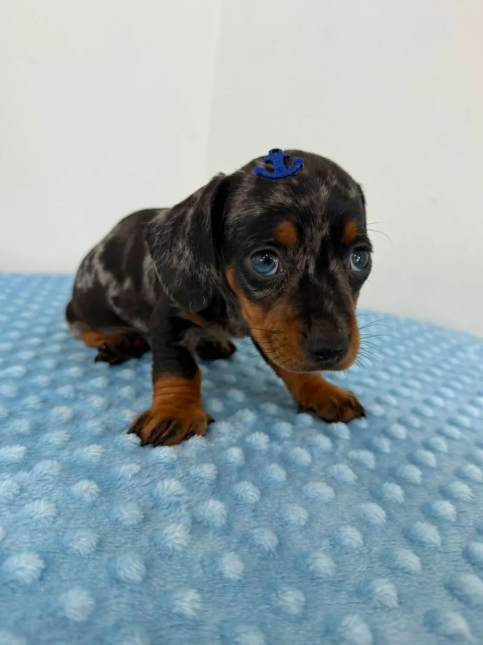 Dachshunds  - Foto 3