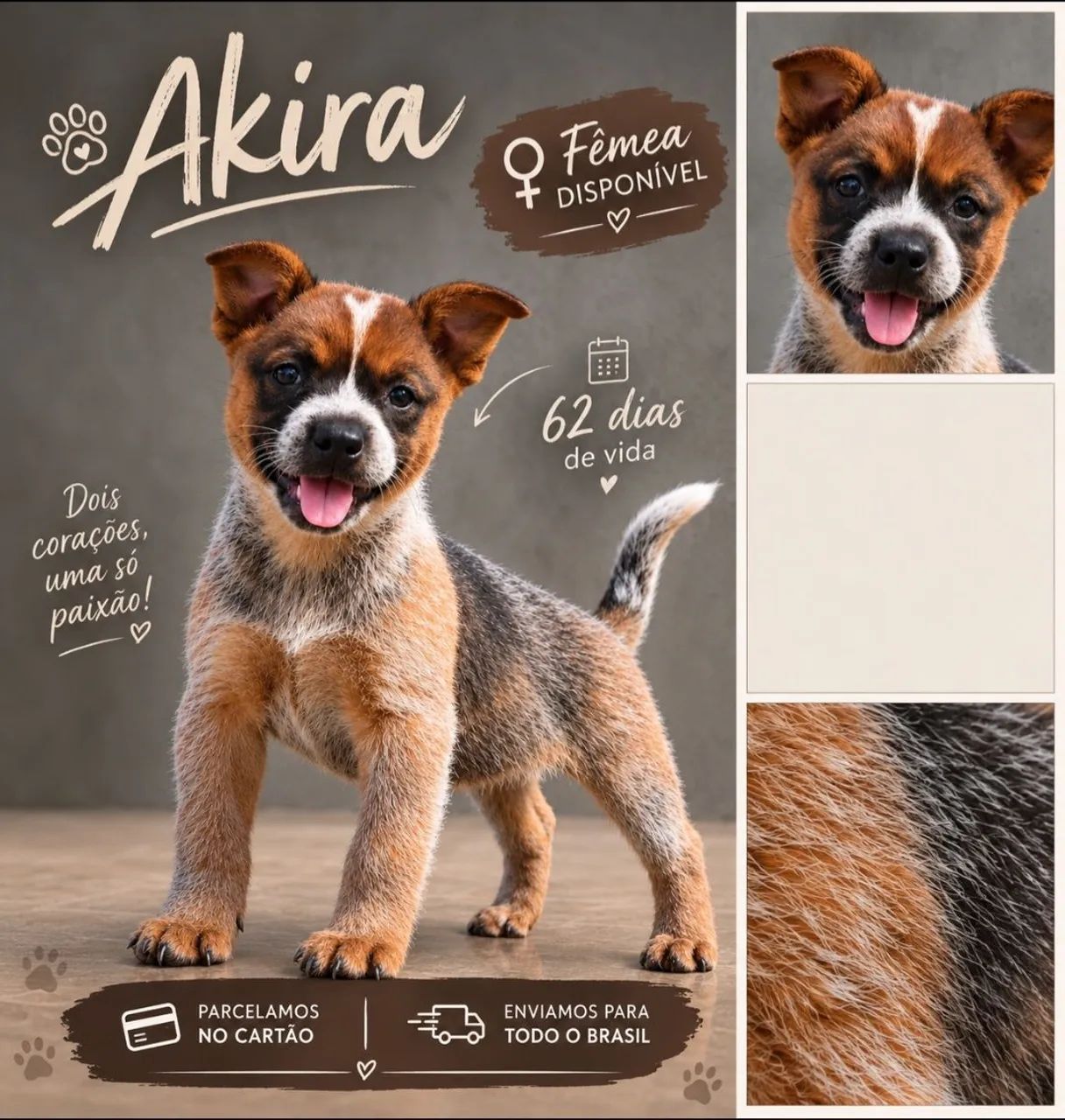 Red Heeler