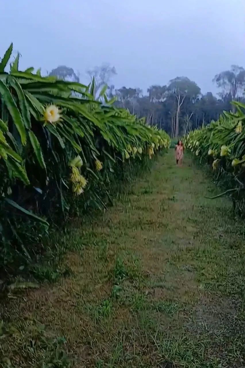 Vendo mudas de pitaya autoferteis 
