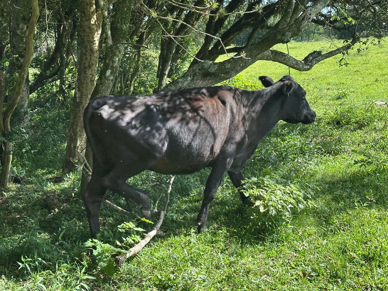 Vaca Angus pura - Foto 6