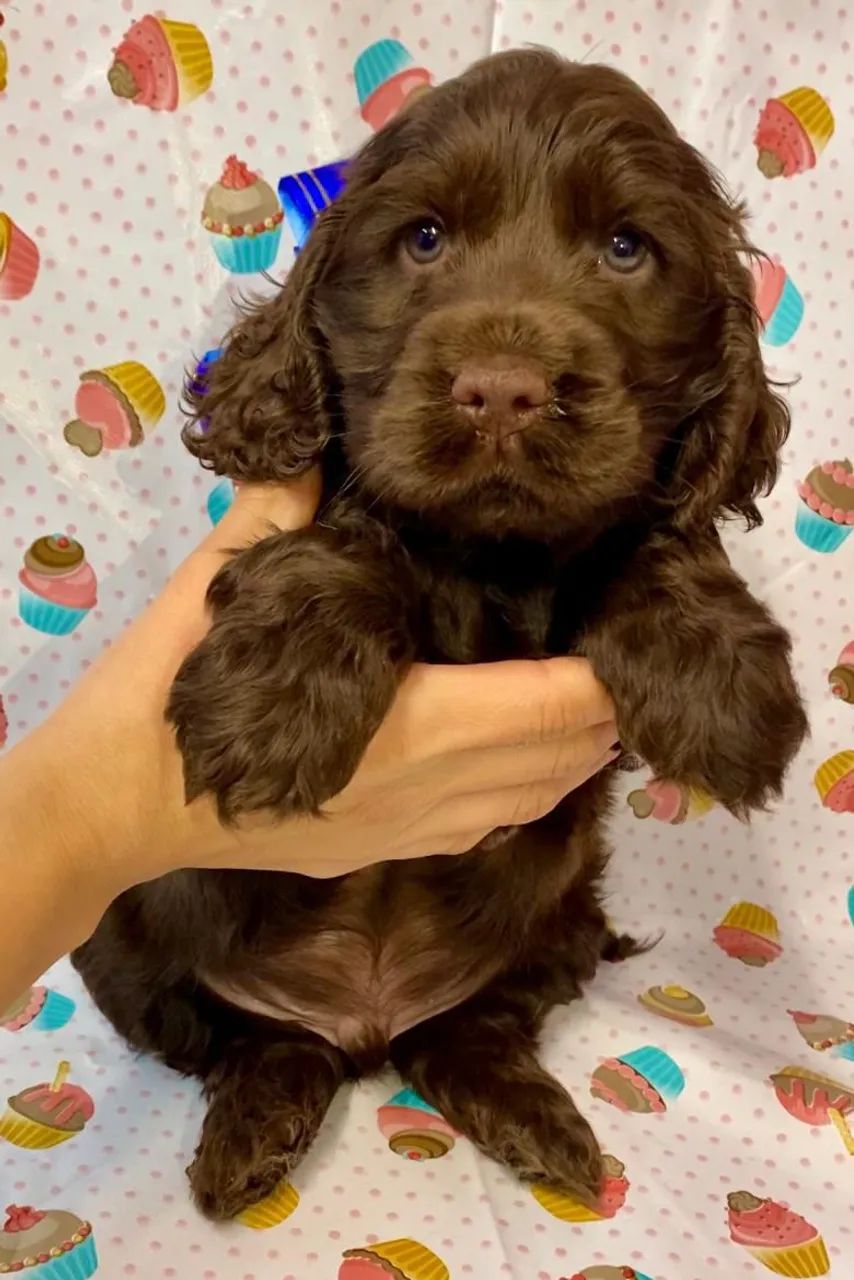 Cocker Spaniel Inglês - Leve para casa.