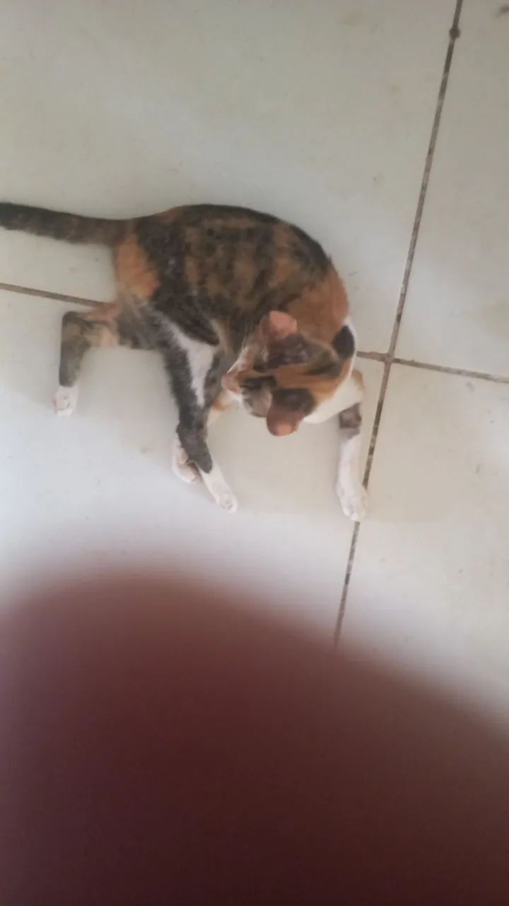 Gatos - Foto 4