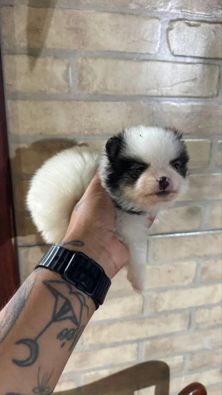 Cachorro - Foto 2