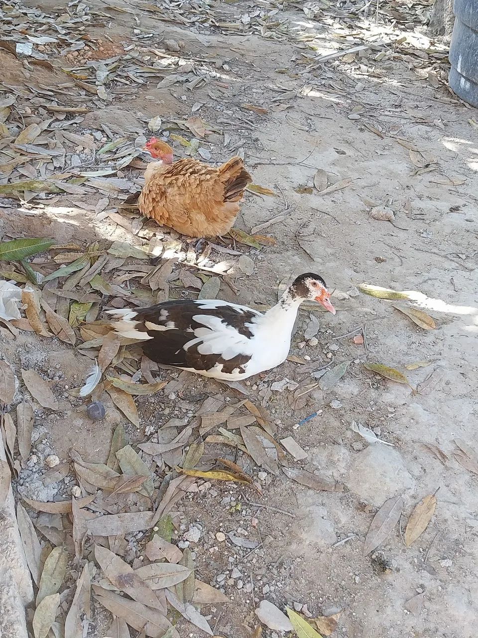 Patos - Foto 4