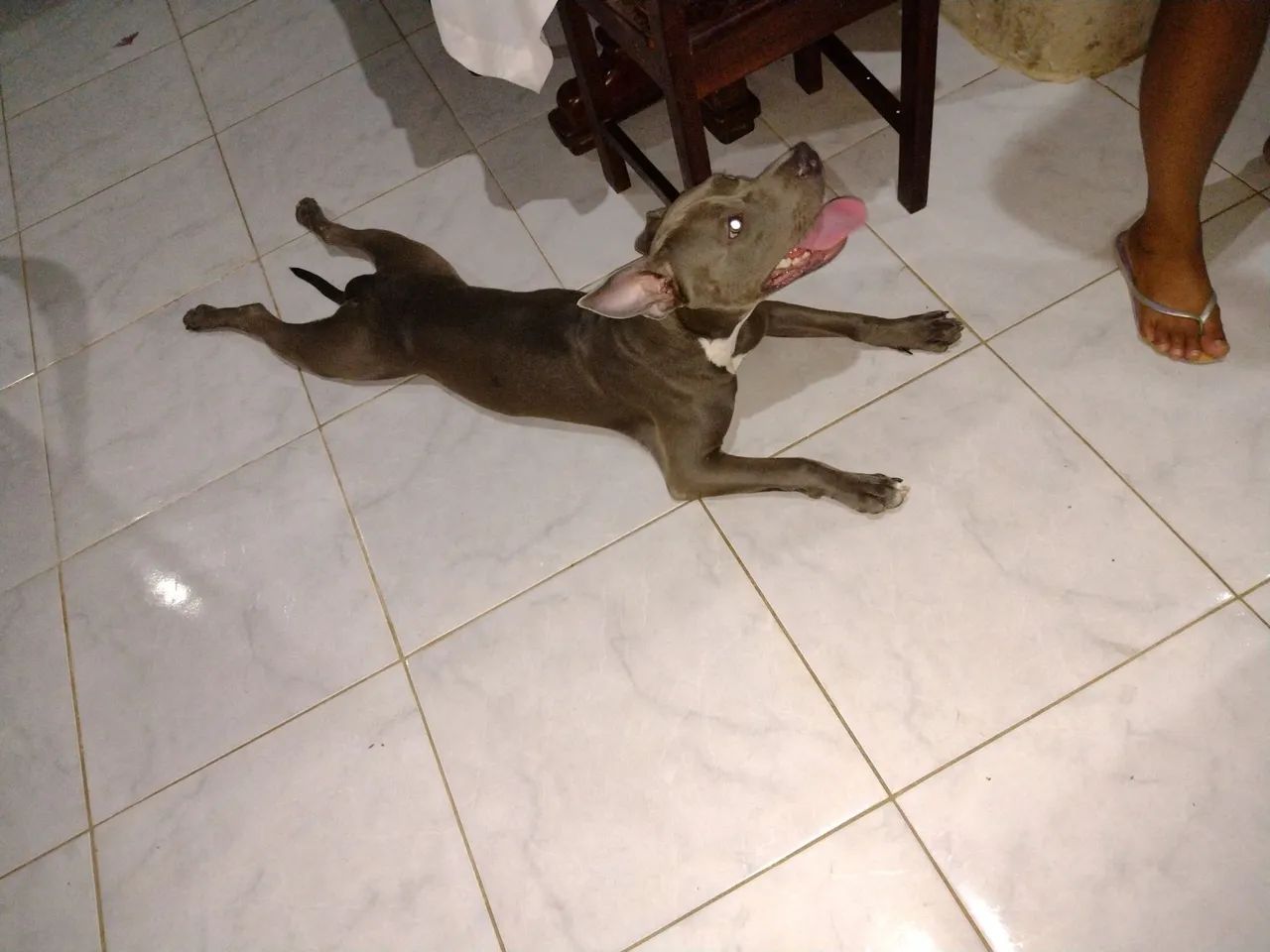Pitbull  - Foto 2