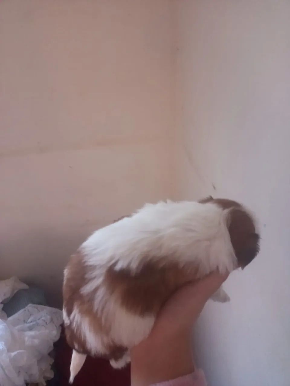 Filhotes Shitzu  - Foto 2