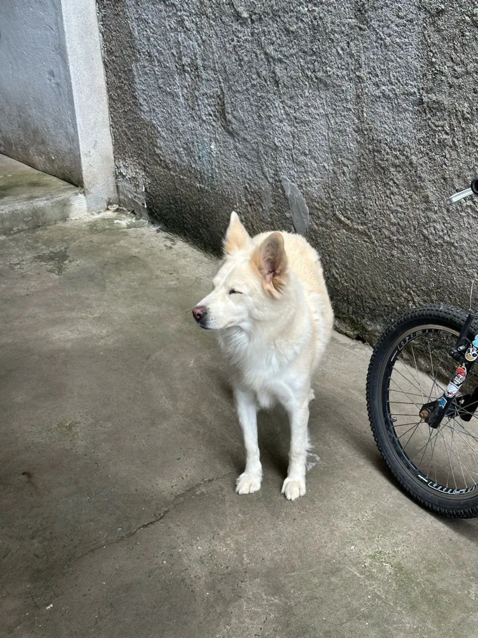 Cachorro - Foto 3