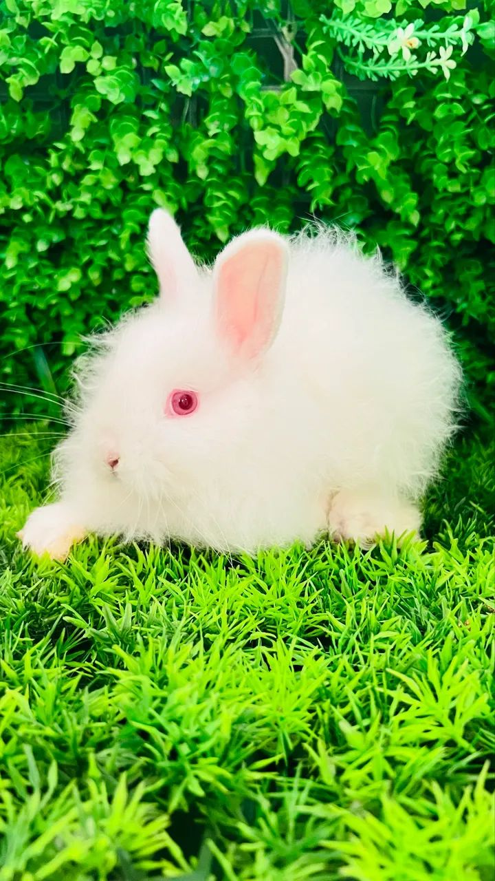 Mini Coelhos - Foto 3
