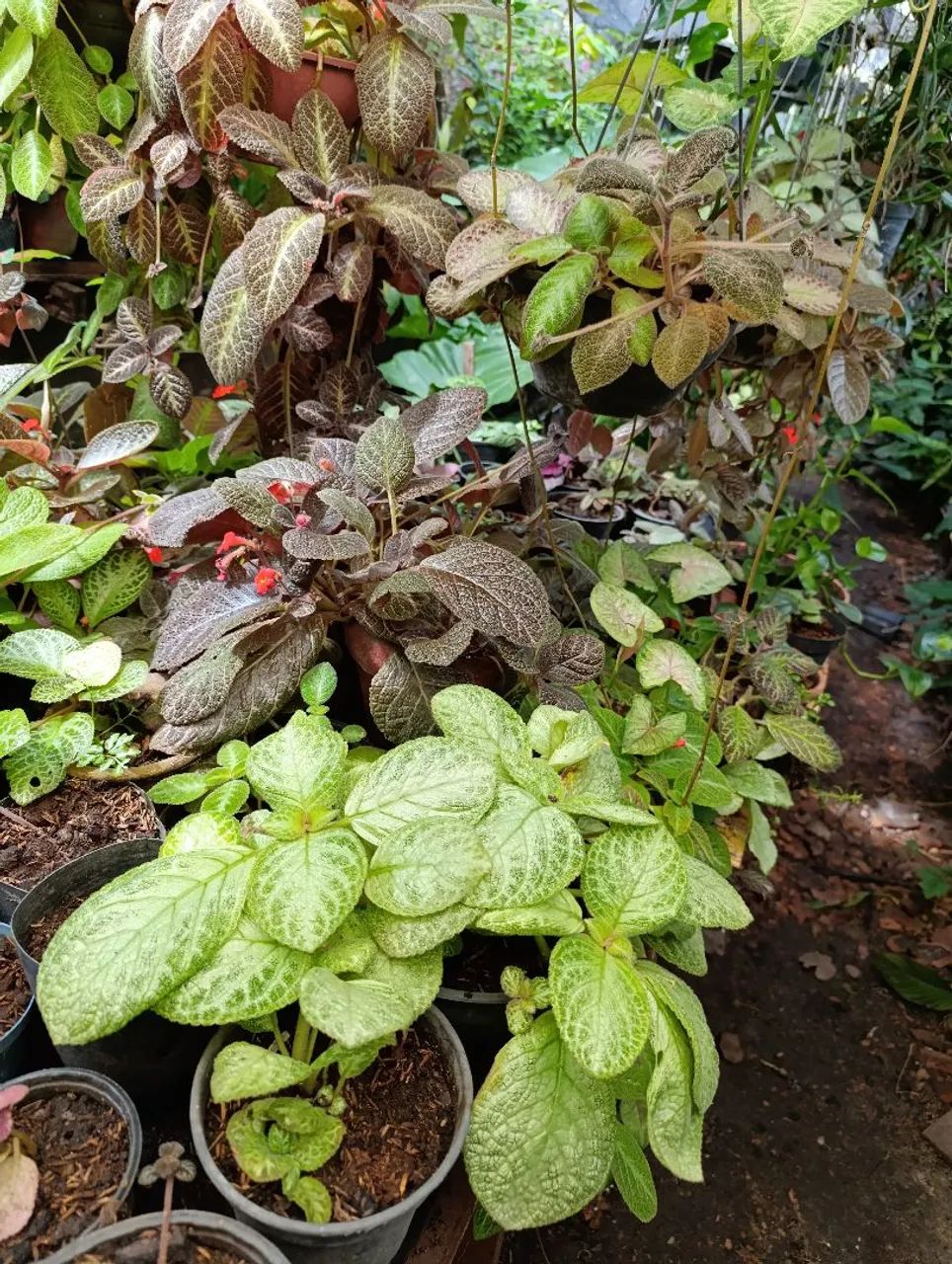 Tapetes de rainha  - Foto 2