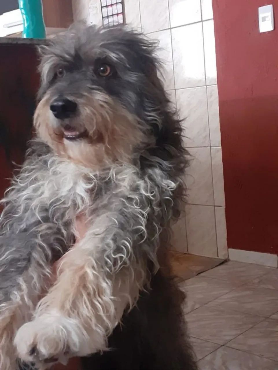 Adoção responsável  - Foto 2