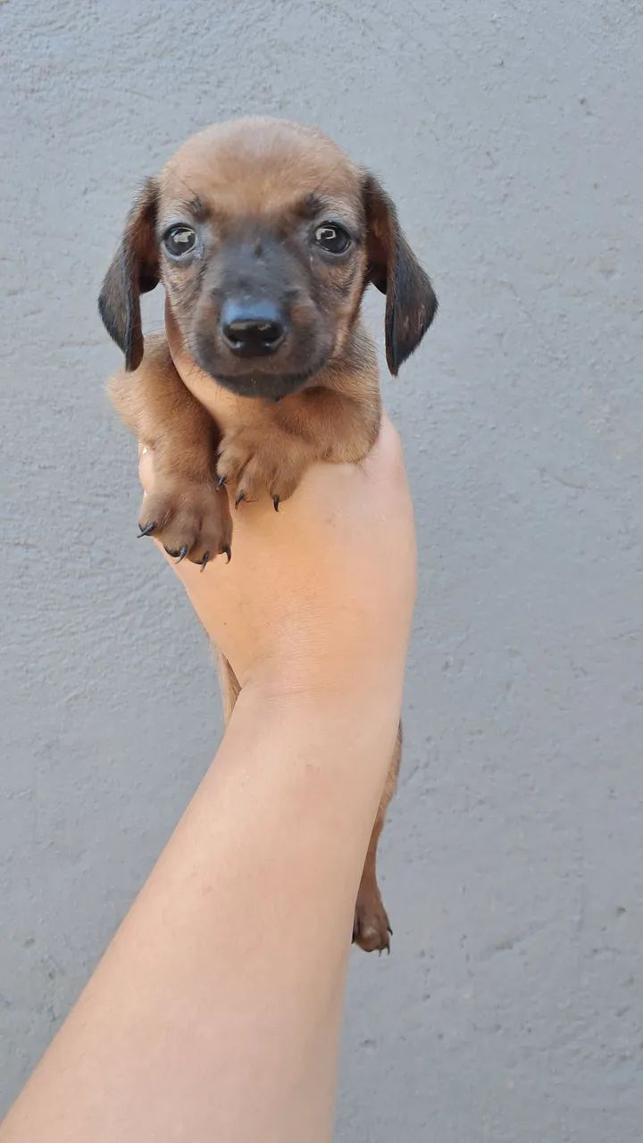 Dachshund Macho Caramelo - Foto 3