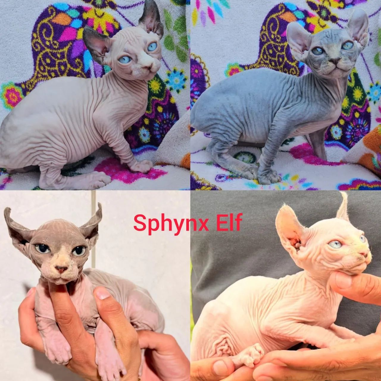 Sphynx e Elf Filhotes - Gatil BSB Cat 