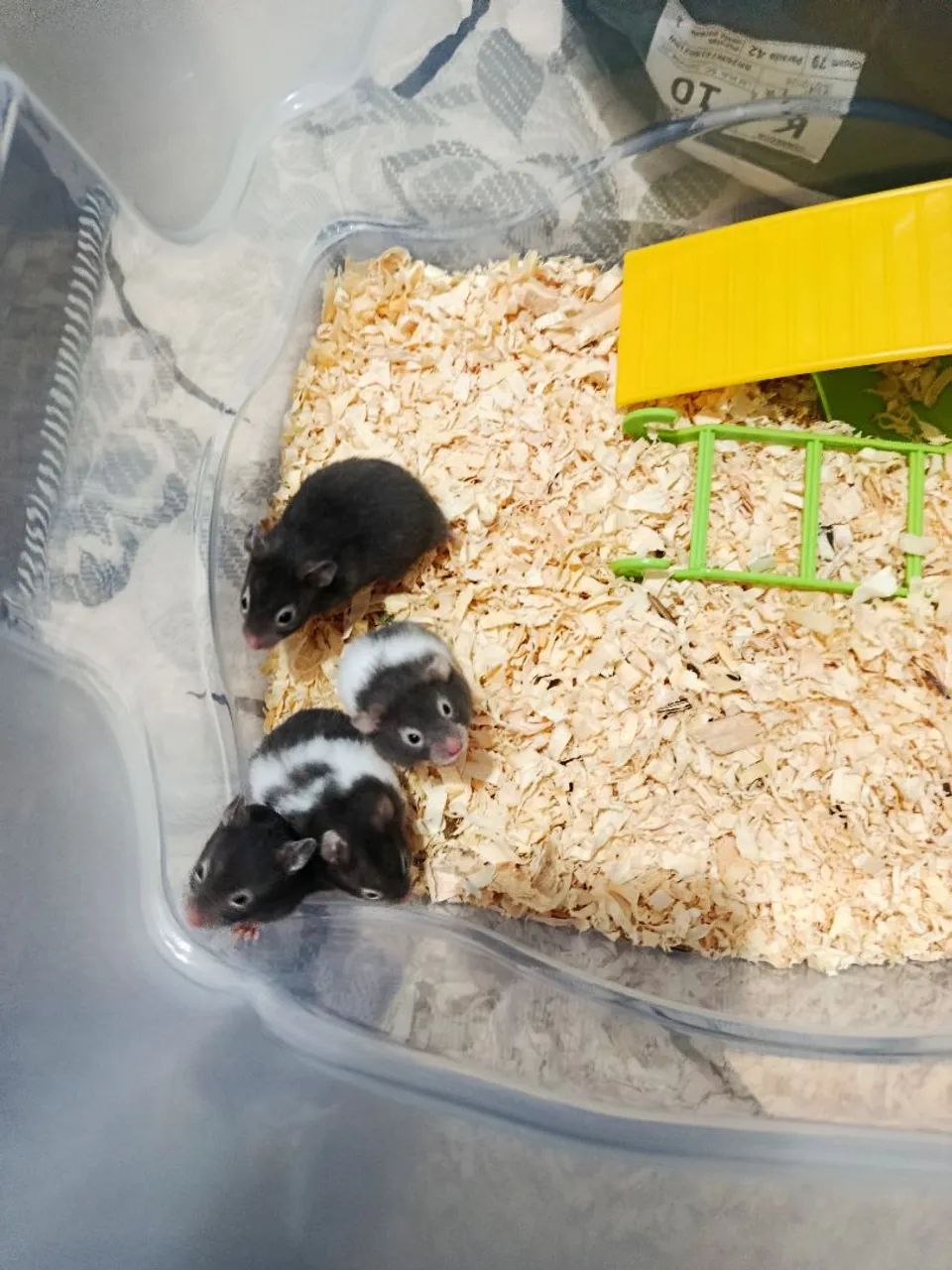 Hamster sirios - Foto 2