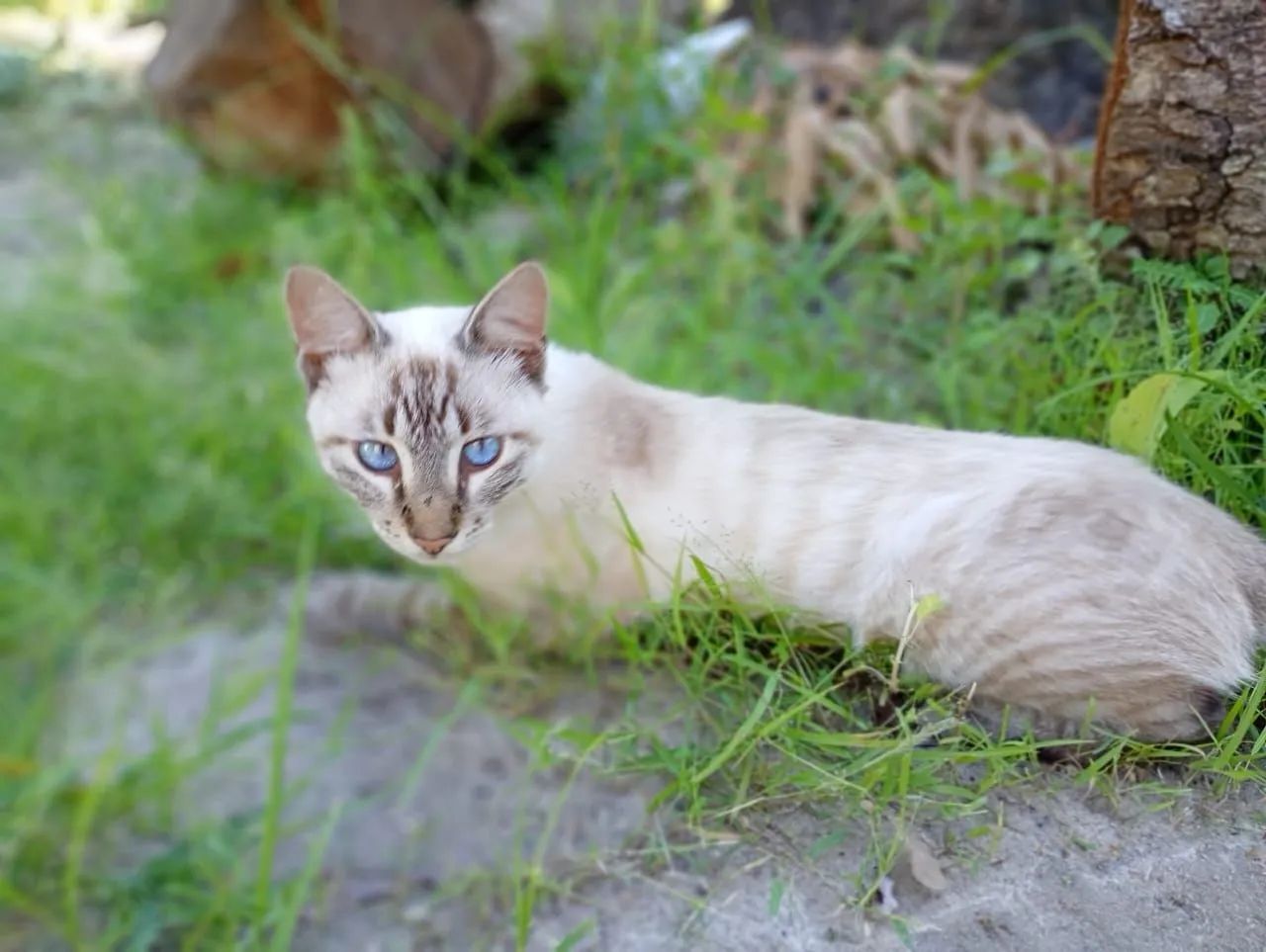 Estou doando esse lindo gatinho 