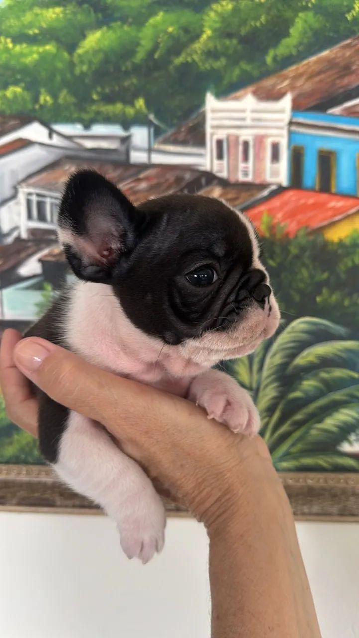Buldogue Francês  - Foto 2