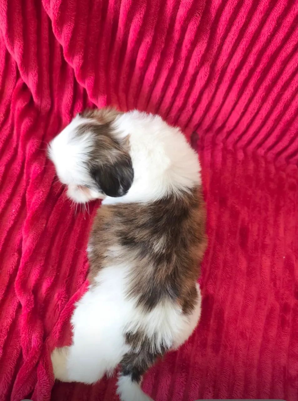 Shih tzu - Foto 2